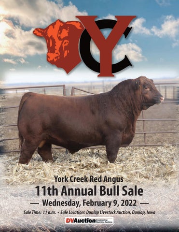 York Creek Red Angus - 2022 Spring Sale