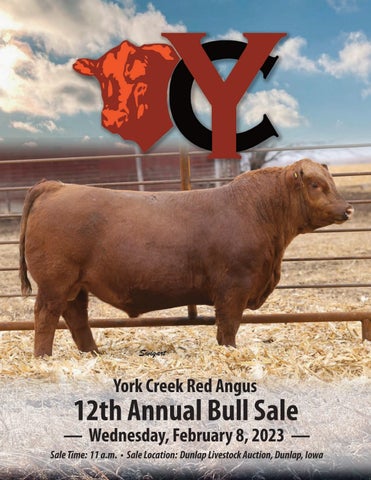 York Creek Red Angus - 2023 Spring Sale