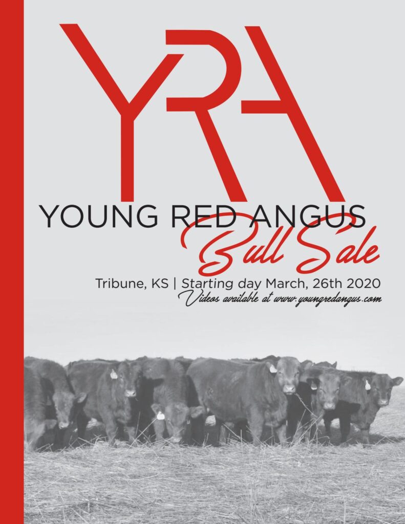 Young Red Angus - 2020 Spring Sale