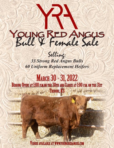 Young Red Angus - 2022 Spring Sale