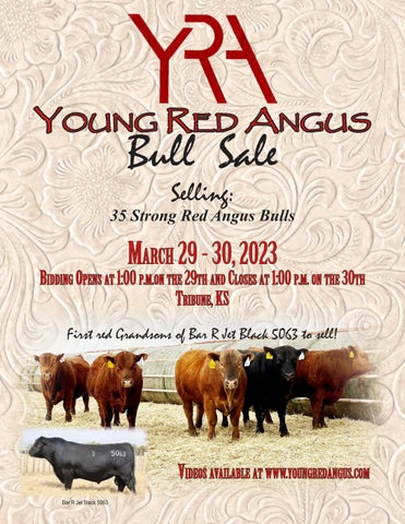 Young Red Angus - 2023 Spring Sale
