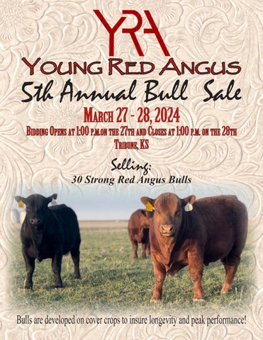 Young Red Angus Annual Bull Sale
