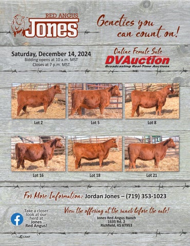Jones Red Angus Online Female Sale