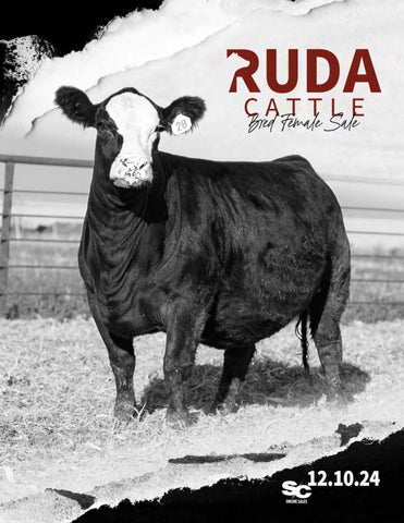 Ruda Cattle Bred Female Sale