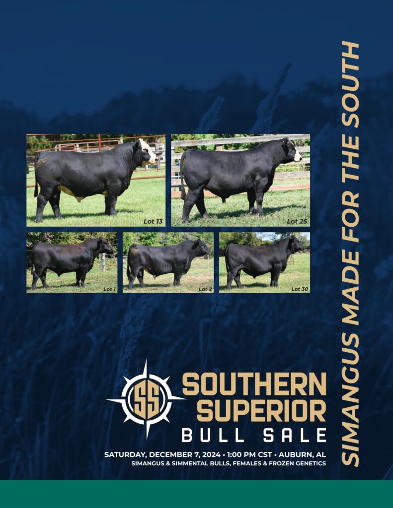 Southern Superior Bull Sale