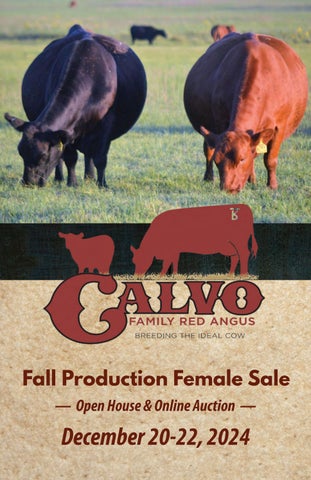 Calvo Family Red Angus Fall Production Female Sale