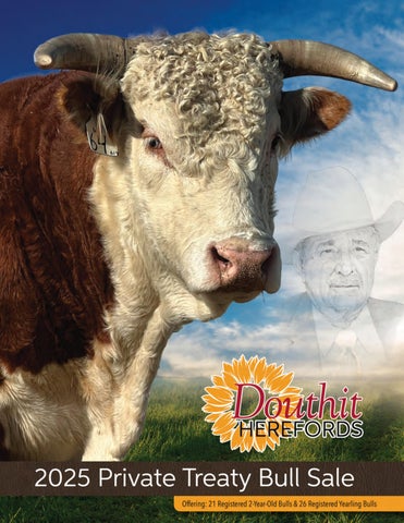 Douthit Herefords 2025 Private Treaty Bull Sale