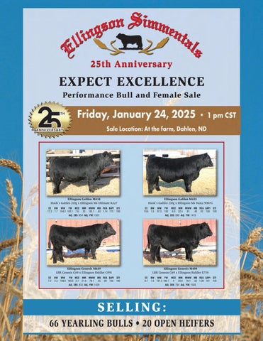 Ellingson Simmentals 25th Anniversary Expect Excellence Performance Bull & Female Sale