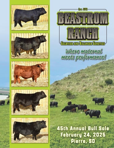 Beastrom Ranch 45th Annual Bull Sale