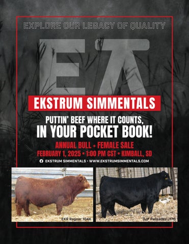 Ekstrum Simmentals Annual Bull + Female Sale