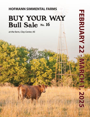 Hofmann Simmental Farms Buy Your Way Bull Sale