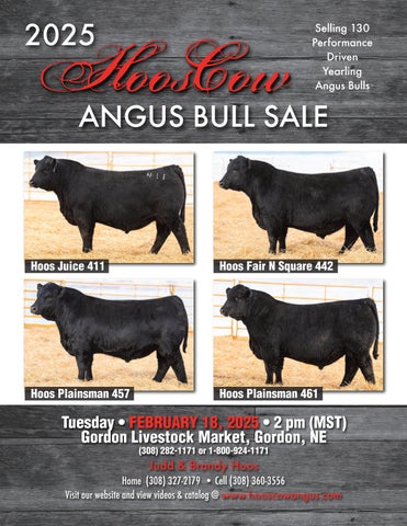 HoosCow Angus Bull Sale