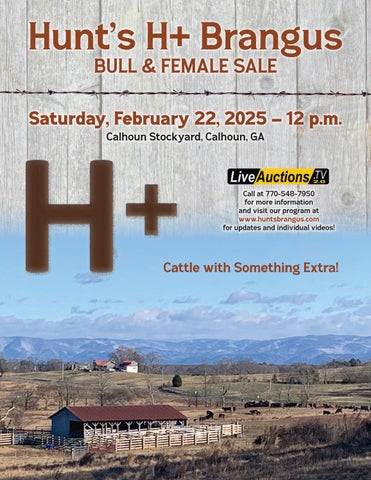 Hunt's Brangus Bull & Female Sale