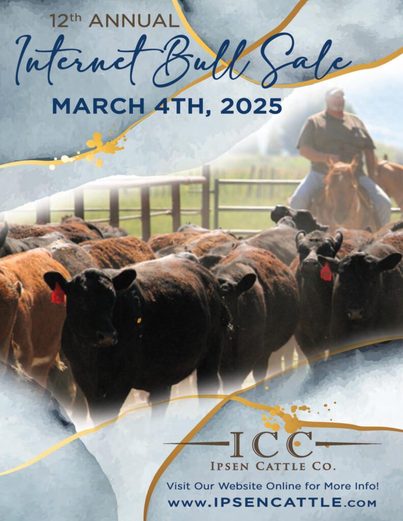 Ipsen Cattle Co. 12th Annual Internet Bull Sale