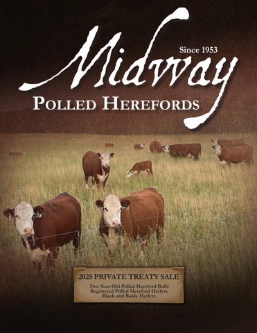 Midway Polled Herefords 2025 Private Treaty Sale