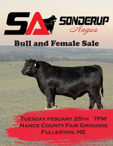 Sonderup Angus Bull & Female Sale