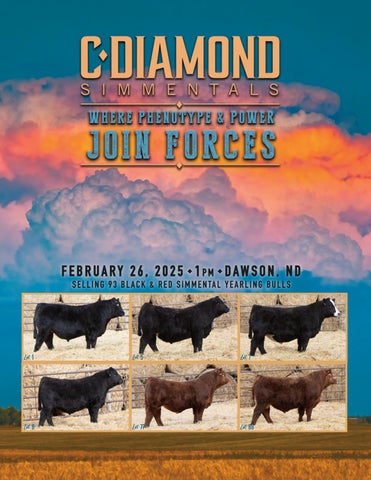C Diamond Simmentals 19th Annual Production Sale