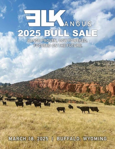 Elk Angus 2025 Bull Sale