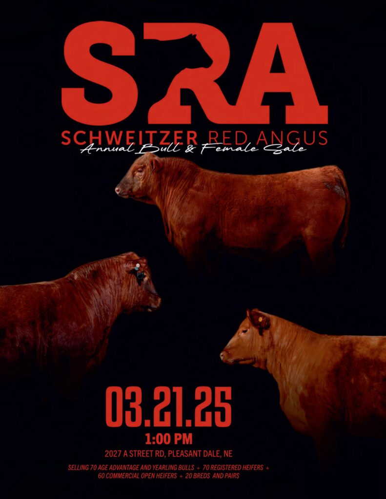 Schweitzer Red Angus Annual Bull & Female Sale