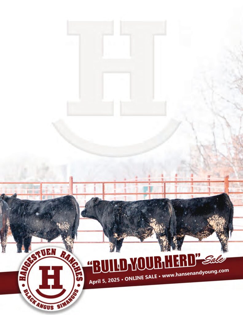 Haugestuen Ranches "Build Your Herd" Sale