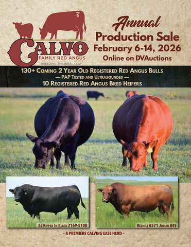 Calvo Family Red Angus Annual Production Sale