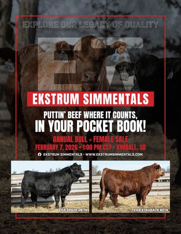 Ekstrum Simmental Annual Bull and Female Sale