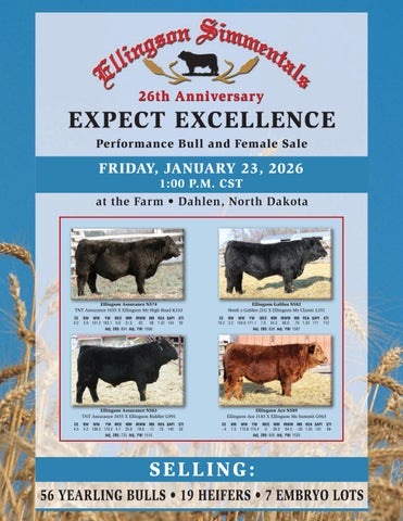 Ellingson Simmentals - 26th Anniversary Expect Excellence Performance Bull and Female Sale