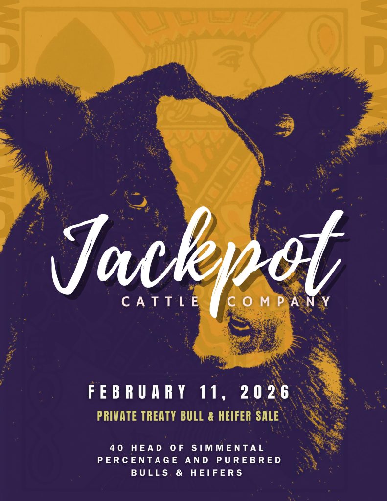 Jackpot Cattle Company Private Treaty Bull & Heifer Sale