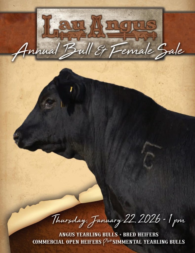 Lau Angus Annual Bull & Female Sale