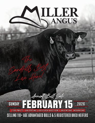 Miller Angus Annual Bull Sale