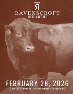 Ravenscroft Red Angus Annual Bull Sale