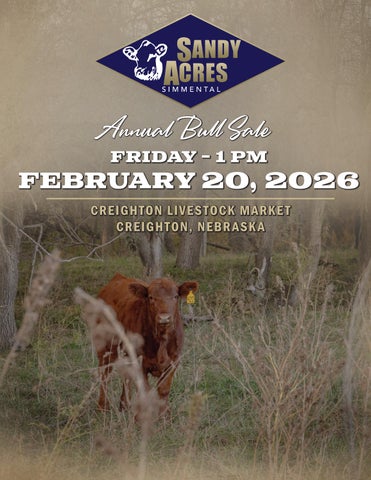 Sandy Acres Simmental Annual Bull Sale