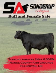 Sonderup Angus Bull and Female Sale