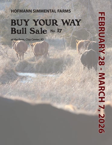 Hofmann Simmental Farms Buy Your Way Bull Sale No. 17