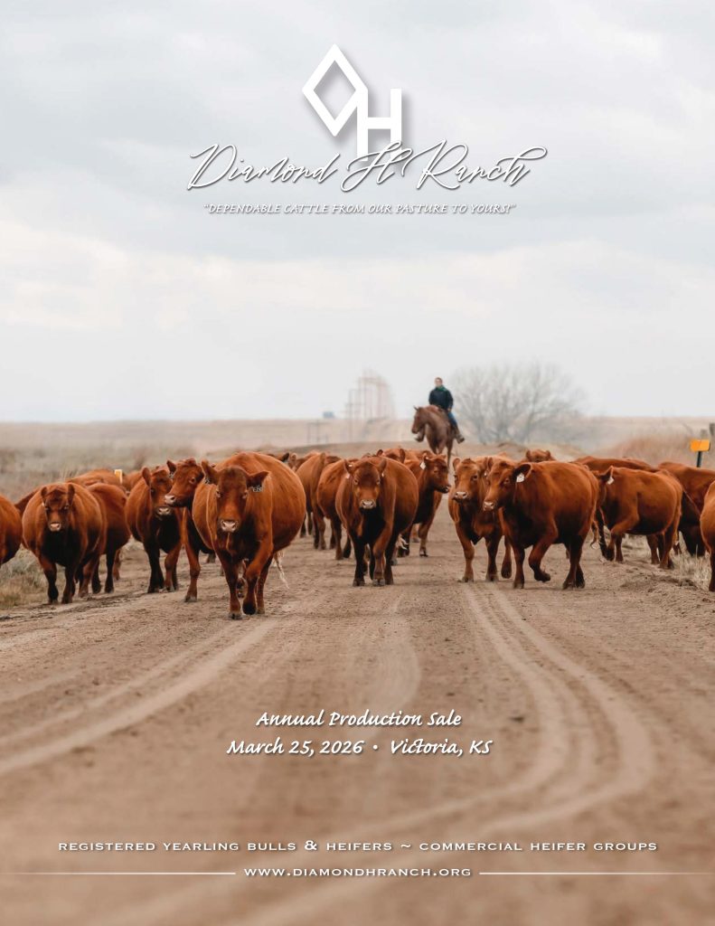 Diamond H Ranch - 2026 Annual Production Sale Catalog