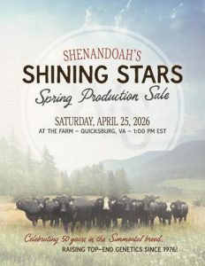 Shenandoah Valley Simmentals Shining Stars Spring Production Sale